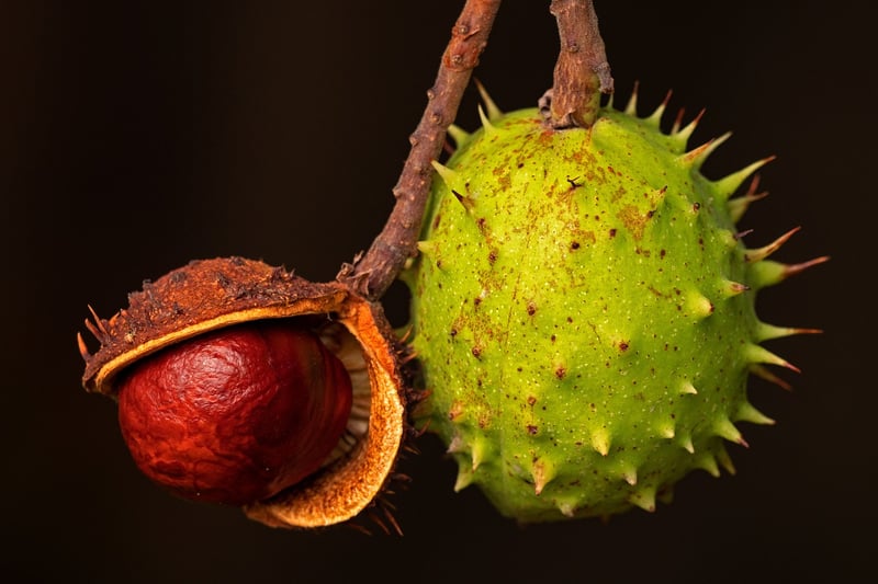 Fruit